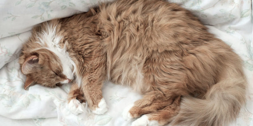 Усыпление кошек на дому в Москве - гуманно и без боли усыпить кошку